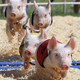 Illustration for article titled Bay Area GT Meetup, COUNTY FAIR!!!